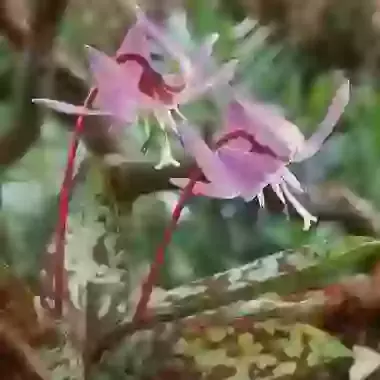 Dens Canis Purple King